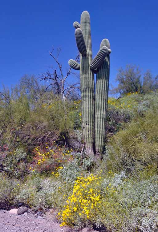 saguaro